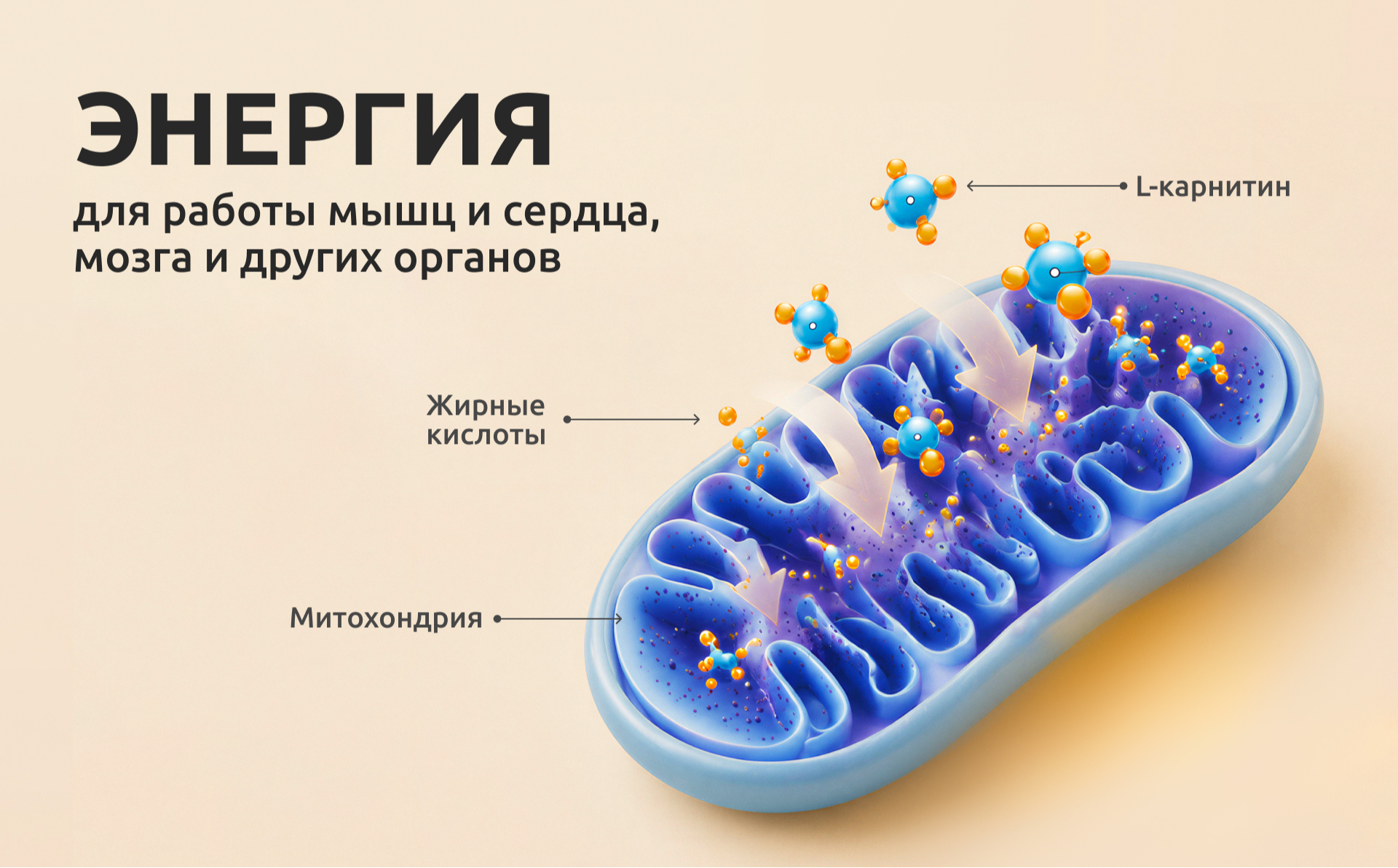 l carnitine L-: , , + (2019) L-Car WOMEN 90